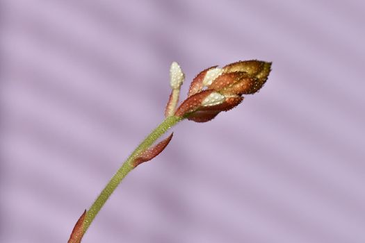 Macro close-up of Jewel Orchid (Ludisia discolor)