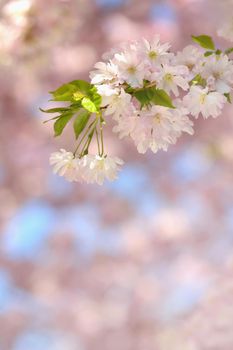 Beautiful blossom tree. Nature scene with sun in Sunny day. Spring flowers. Abstract blurred background in Springtime. 