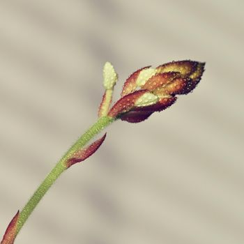 Macro close-up of Jewel Orchid (Ludisia discolor)