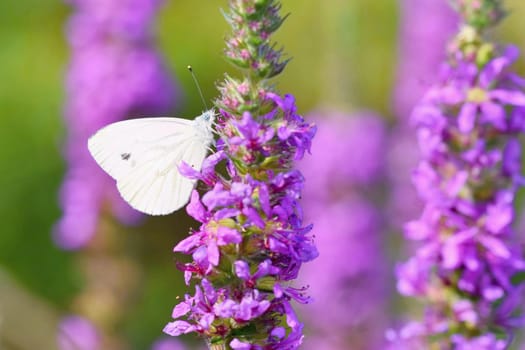 Beautiful blossom flowers with butterfly.  Nature scene with sun in Sunny day. Spring flowers. Abstract blurred colorful background in Springtime. 