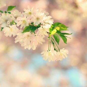 Beautiful blossom tree. Nature scene with sun in Sunny day. Spring flowers. Abstract blurred background in Springtime. 