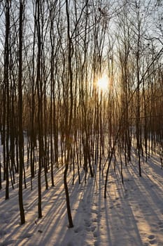 Winter landscape - frosty trees. Nature with snow. Beautiful seasonal natural background.