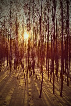 Winter landscape - frosty trees. Nature with snow. Beautiful seasonal natural background.