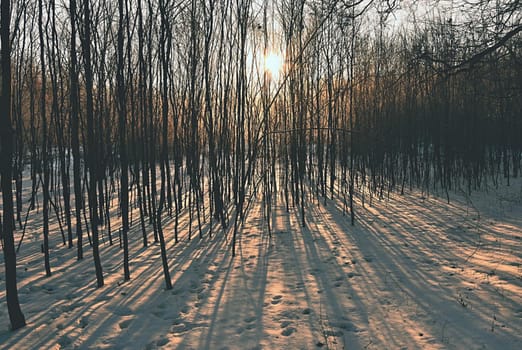 Winter landscape - frosty trees. Nature with snow. Beautiful seasonal natural background.