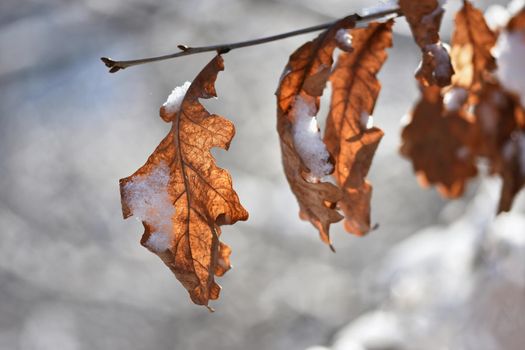Winter landscape. Frost on branches. Beautiful winter seasonal natural background.