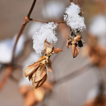 Winter landscape. Frost on branches. Beautiful winter seasonal natural background.