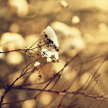 Winter landscape. Frost on branches. Beautiful winter seasonal natural background.