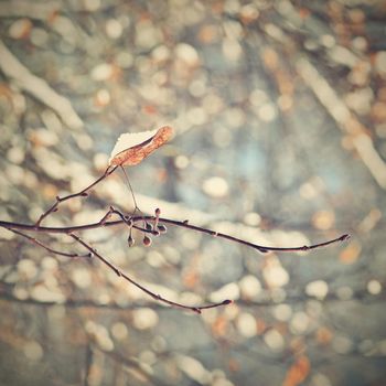 Winter landscape. Frost on branches. Beautiful winter seasonal natural background.