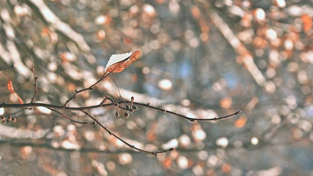 Winter landscape. Frost on branches. Beautiful winter seasonal natural background.