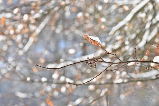 Winter landscape. Frost on branches. Beautiful winter seasonal natural background.