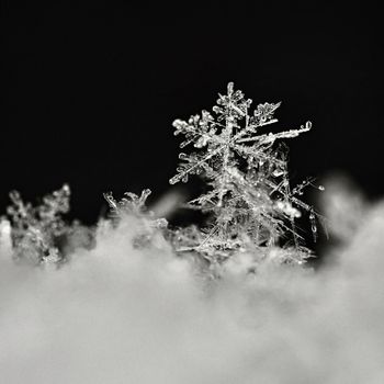 Snowflake. Macro photo of real snow crystal. Beautiful winter background seasonal nature and the weather in winter.