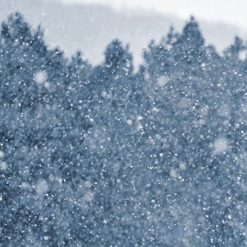 Snowfall. Beautiful winter background seasonal nature and the weather in winter. Winter landscape with falling snow.