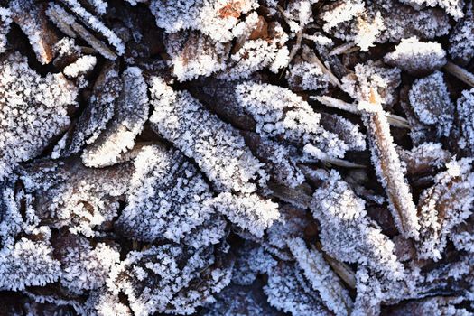 Brown Frozen leaves texture.  Beautiful winter seasonal natural background.