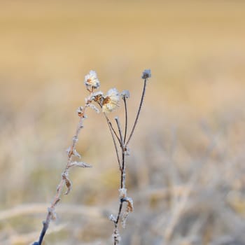 Frost on blade of grass. Beautiful winter seasonal natural background.