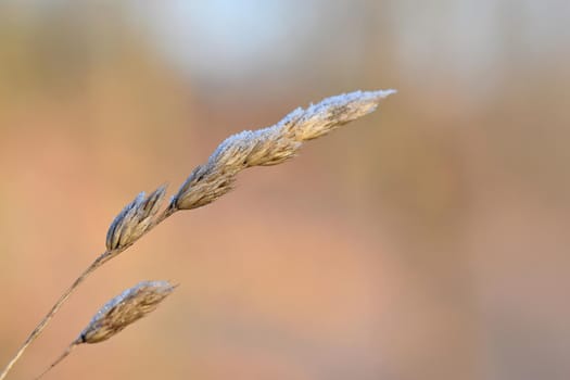Frost on blade of grass. Beautiful winter seasonal natural background.