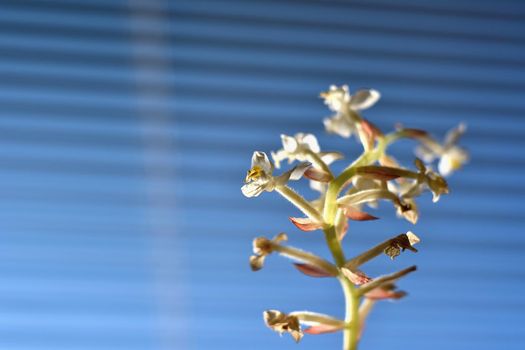 Macro close-up of Jewel Orchid (Ludisia discolor)