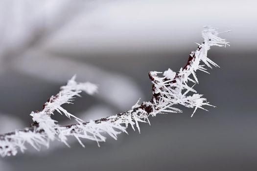 Winter landscape. Frost on branches. Beautiful winter seasonal natural background.
