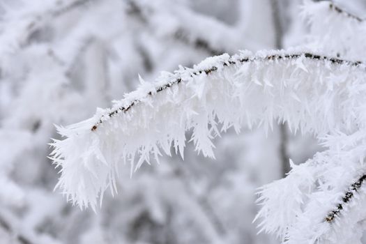 Winter landscape. Frost on branches. Beautiful winter seasonal natural background.