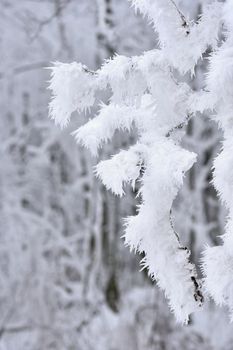 Winter landscape. Frost on branches. Beautiful winter seasonal natural background.