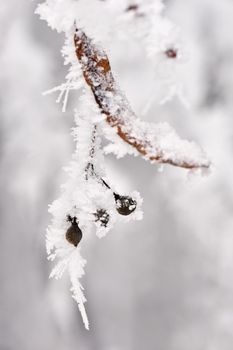 Winter landscape. Frost on branches. Beautiful winter seasonal natural background.