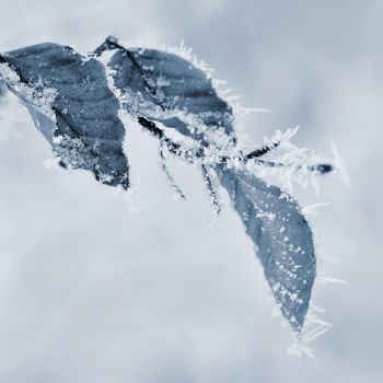 Winter landscape. Frost on branches. Beautiful winter seasonal natural background.