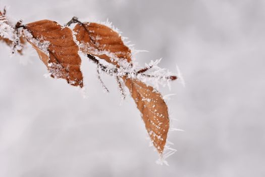 Winter landscape. Frost on branches. Beautiful winter seasonal natural background.