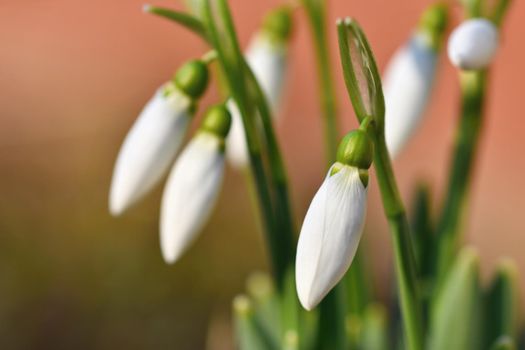 Spring flowers - snowdrops. Beautifully blooming in the grass at sunset. Amaryllidaceae - Galanthus nivalis