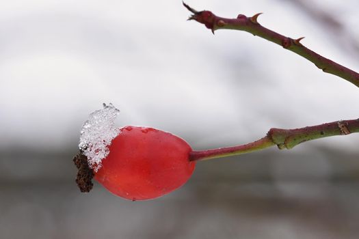 Frost on branches. Beautiful winter seasonal natural background.frost rosehip bushes
