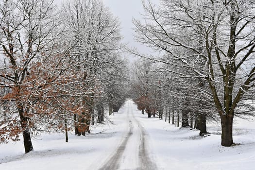 Winter landscape - frosty trees in the forest. Nature covered with snow. Beautiful seasonal natural background.