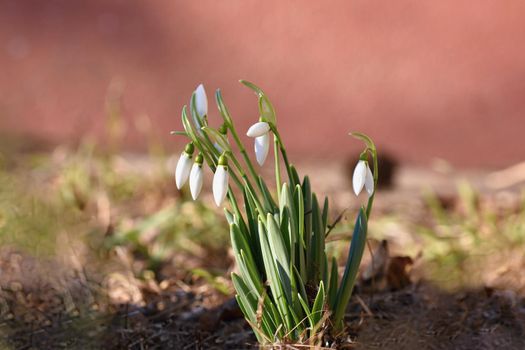 Spring flowers - snowdrops. Beautifully blooming in the grass at sunset. Amaryllidaceae - Galanthus nivalis
