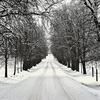 Winter landscape - frosty trees in the forest. Nature covered with snow. Beautiful seasonal natural background.