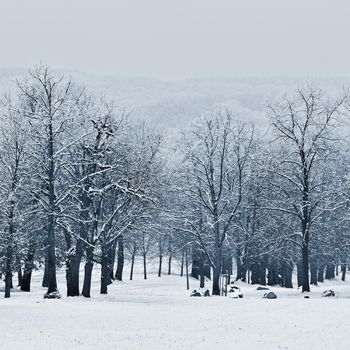 Winter landscape - frosty trees in the forest. Nature covered with snow. Beautiful seasonal natural background.