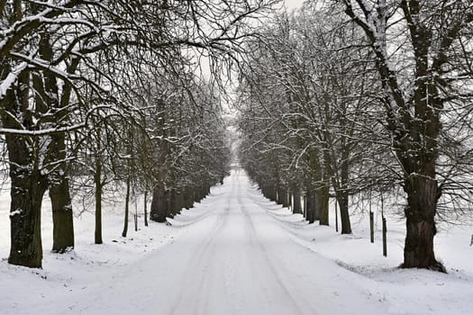 Winter landscape - frosty trees in the forest. Nature covered with snow. Beautiful seasonal natural background.