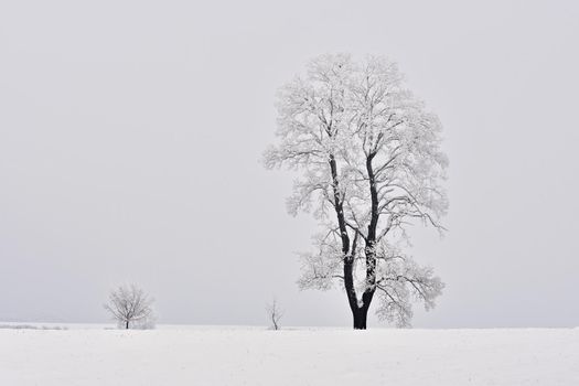Winter landscape - frosty trees in the forest. Nature covered with snow. Beautiful seasonal natural background.