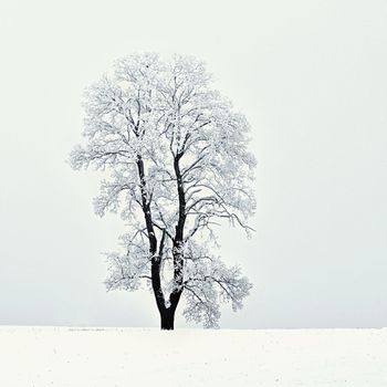 Winter landscape - frosty trees in the forest. Nature covered with snow. Beautiful seasonal natural background.