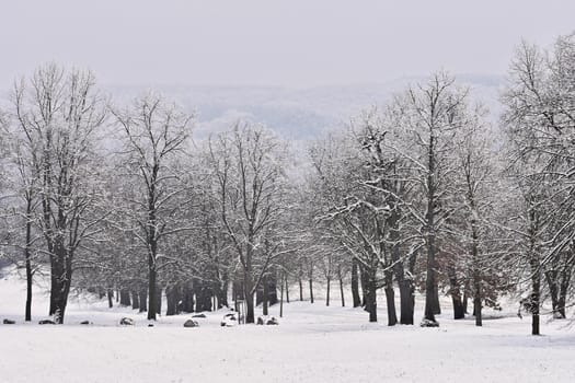 Winter landscape - frosty trees in the forest. Nature covered with snow. Beautiful seasonal natural background.