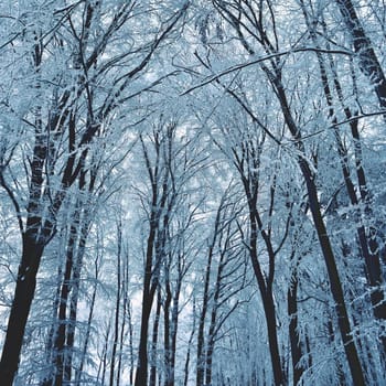 Winter landscape - frosty trees in the forest. Nature covered with snow. Beautiful seasonal natural background.