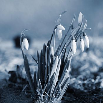 Spring flowers - snowdrops. Beautifully blooming in the grass at sunset. Amaryllidaceae - Galanthus nivalis