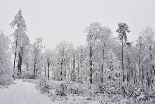 Winter landscape - frosty trees in the forest. Nature covered with snow. Beautiful seasonal natural background.
