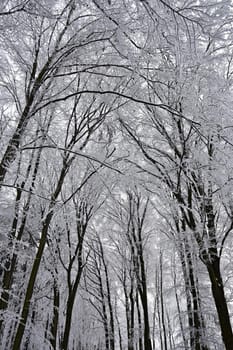 Winter landscape - frosty trees in the forest. Nature covered with snow. Beautiful seasonal natural background.