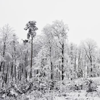 Winter landscape - frosty trees in the forest. Nature covered with snow. Beautiful seasonal natural background.