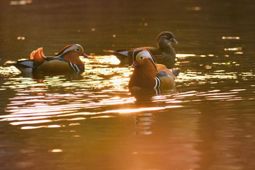 A colourful male mandarin duck. (Aix galericulata)