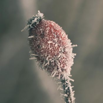 Frost on branches. Beautiful winter seasonal natural background.frost rosehip bushes