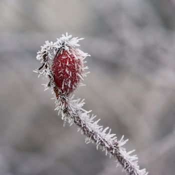 Frost on branches. Beautiful winter seasonal natural background.frost rosehip bushes