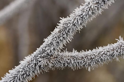 Frost on branches. Beautiful winter seasonal natural background.