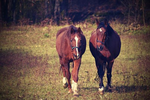 Beautiful horses grazing freely in nature.