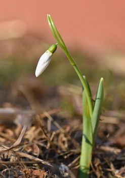 Spring flowers - snowdrops. Beautifully blooming in the grass at sunset. Amaryllidaceae - Galanthus nivalis