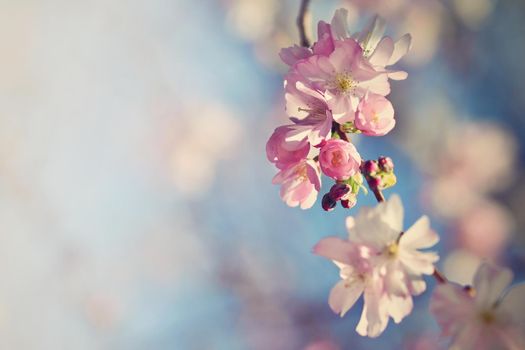 Beautiful blossom tree. Nature scene with sun in Sunny day. Spring flowers. Abstract blurred background in Springtime. 