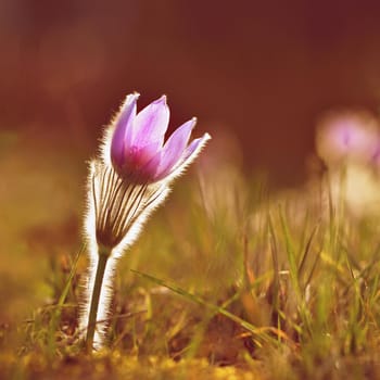 Spring flowers. Beautifully blossoming pasque flower and sun with a natural colored background. (Pulsatilla grandis)