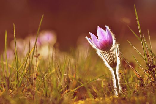 Spring flowers. Beautifully blossoming pasque flower and sun with a natural colored background. (Pulsatilla grandis)